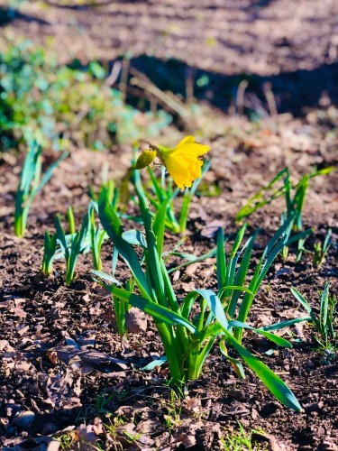 Daffodil Photo.jpeg