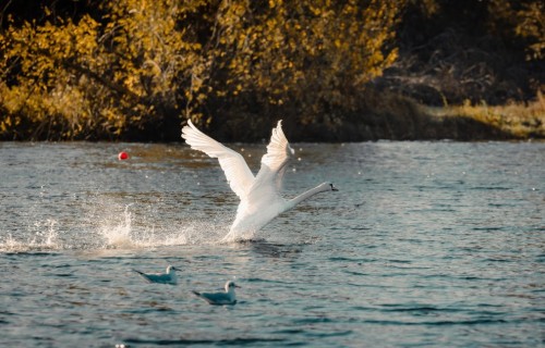 Dyfrig Flight 2.jpeg