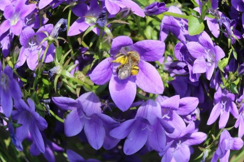 Euddogwy Purple 1.jpeg