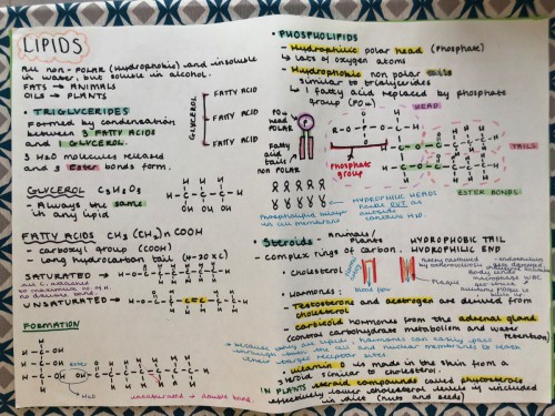 Lauren Hill Lipids Mind-map.jpg