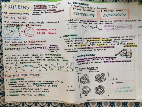 Lauren Hill Protein Mind-map.jpg