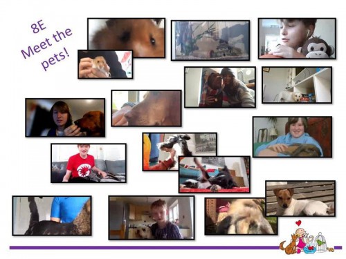 Year 8 - Pets.jpg
